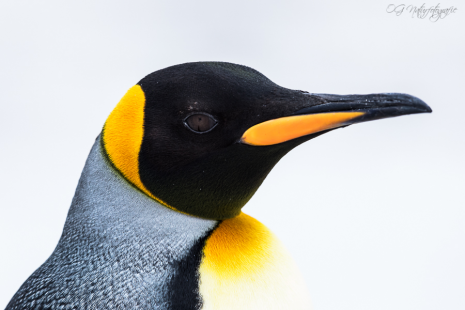 Königspinguin - King penguin
