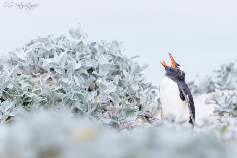 Eselspinguin - Gentoo penguin