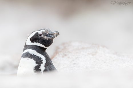 Magellanpinguin - Magellanic penguin