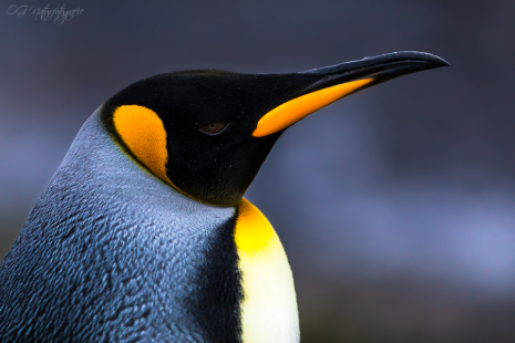 Königspinguin - King penguin