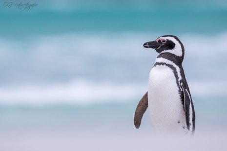 Magellanpinguin - Magellanic penguin
