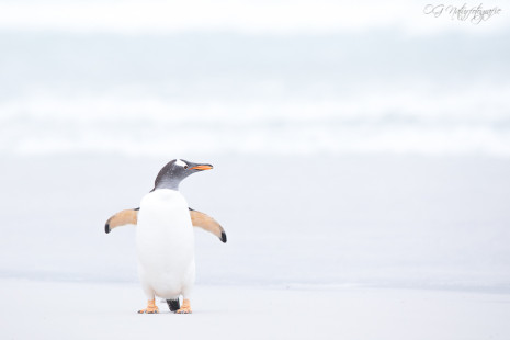 Eselspinguin - Gentoo penguin