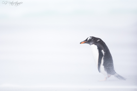 Eselspinguin - Gentoo penguin