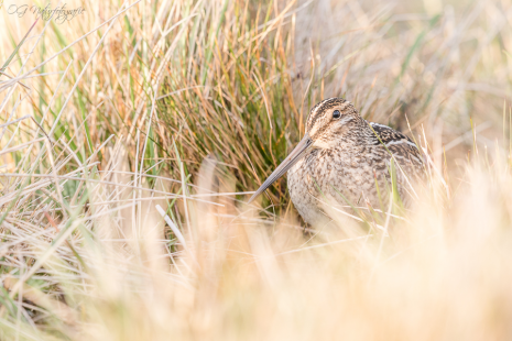 Azarabekassine - Magellan snipe