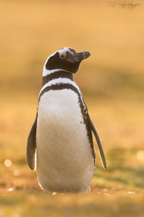 Magellanpinguin - Magellanic penguin