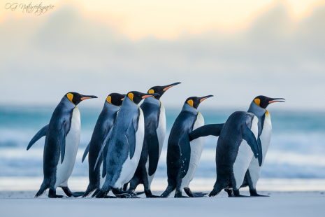 Königspinguin - King penguin