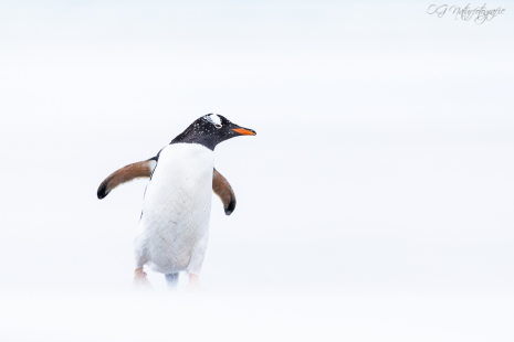 Eselspinguin - Gentoo penguin