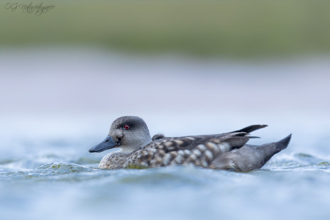 Schopfente - Crested duck