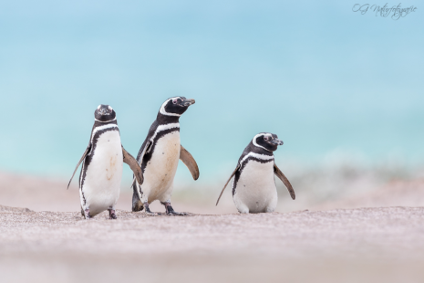 Magellanpinguin - Magellanic penguin