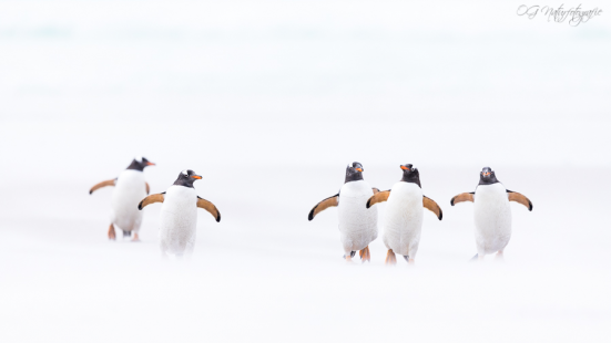 Eselspinguin - Gentoo penguin