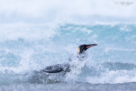 Königspinguin - King penguin