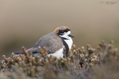 Falkland-Regenpfeifer - Two-banded plover