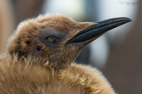 Königspinguin - King penguin