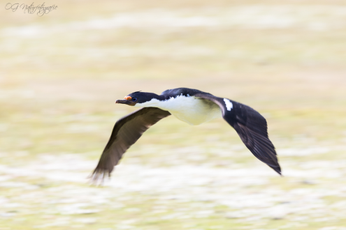 Blauaugenscharbe - Imperial shag
