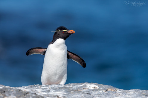 Felsenpinguin - Rockhopper penguin
