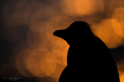 Felsenpinguin - Rockhopper penguin