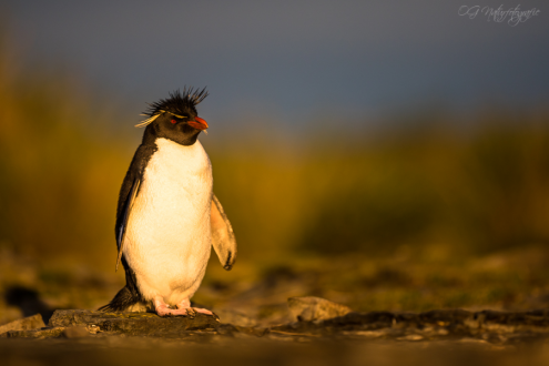 Felsenpinguin - Rockhopper penguin