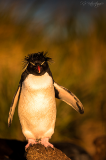 Felsenpinguin - Rockhopper penguin