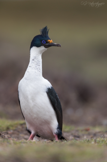 Blauaugenscharbe - Imperial shag