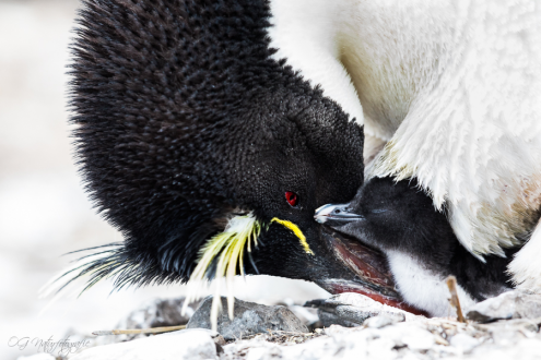 Felsenpinguin - Rockhopper penguin