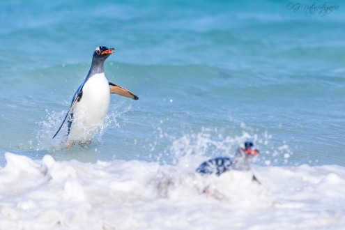 Eselspinguin - Gentoo penguin