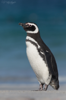 Magellanpinguin - Magellanic penguin
