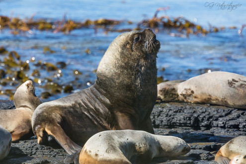 Mähnenrobbe - South American sea lion