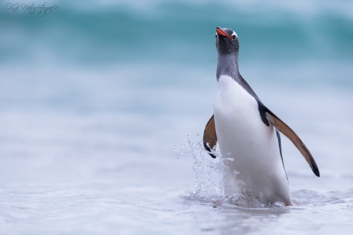 Eselspinguin - Gentoo penguin