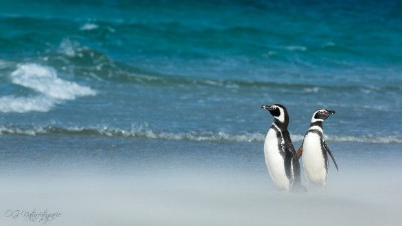Magellanpinguin - Magellanic penguin