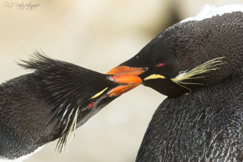 Felsenpinguin - Rockhopper penguin