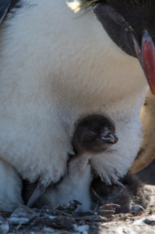Felsenpinguin - Rockhopper penguin
