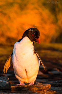 Felsenpinguin - Rockhopper penguin