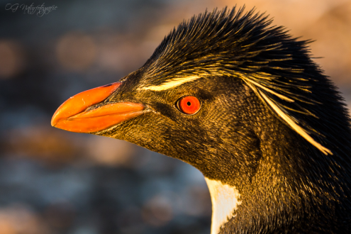 Felsenpinguin - Rockhopper penguin