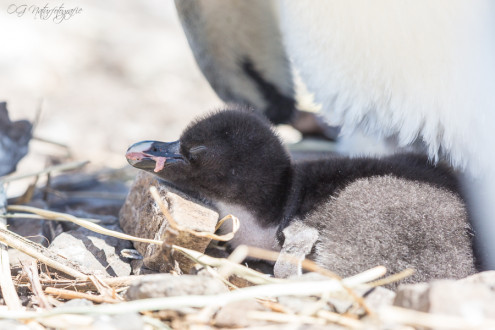 Felsenpinguin - Rockhopper penguin