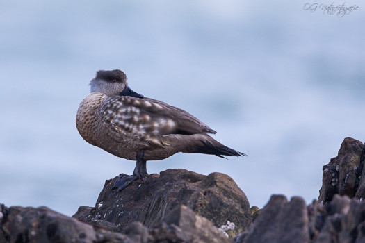 Schopfente - Crested duck