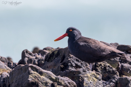 Südamerikanischer Austernfischer - Blackish oystercatcher