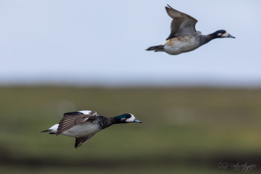 Chilepfeifente - Chiloe wigeon