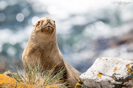 Mähnenrobbe - South American sea lion