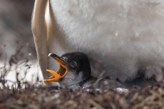 Eselspinguin - Gentoo penguin