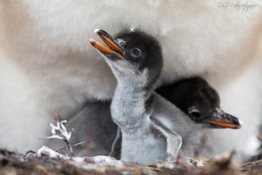 Eselspinguin - Gentoo penguin