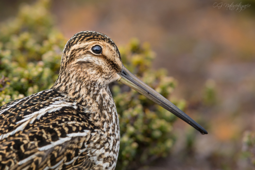 Azarabekassine - Magellan snipe