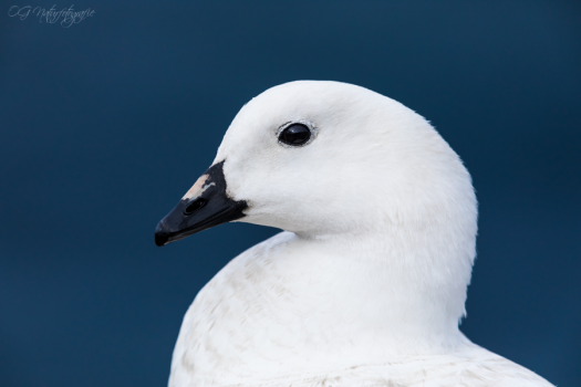 Tanggans - Kelp goose