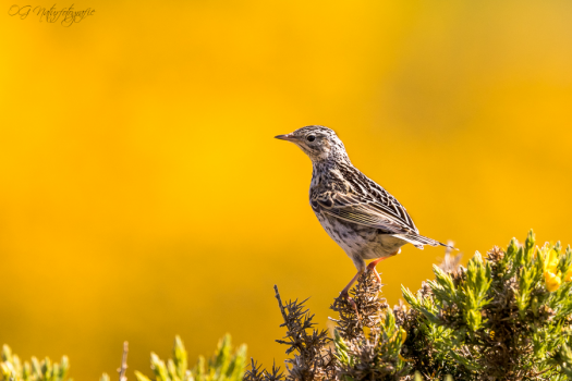 Correnderapieper - Correndera pipit