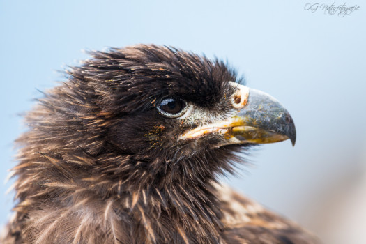 Falklandkarakara - Striated caracara