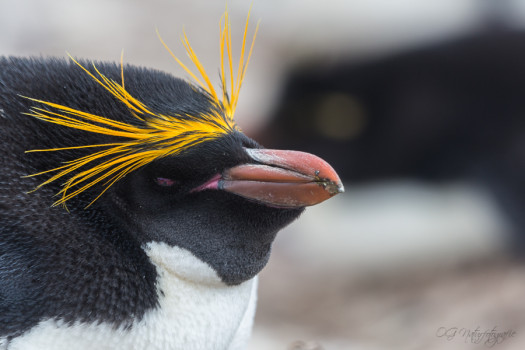 Goldschopfpinguin - Macaroni penguin