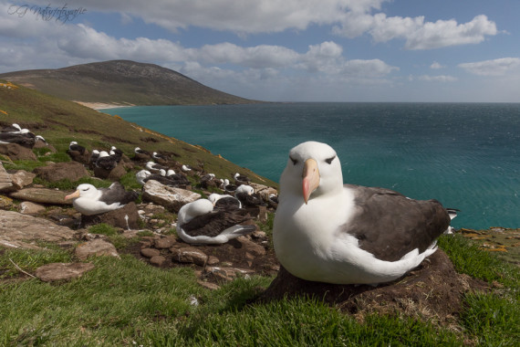 Schwarzbrauenalbatros - Black-browed albatross