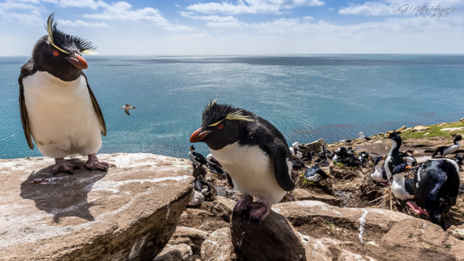 Felsenpinguine - Rockhopper penguins
