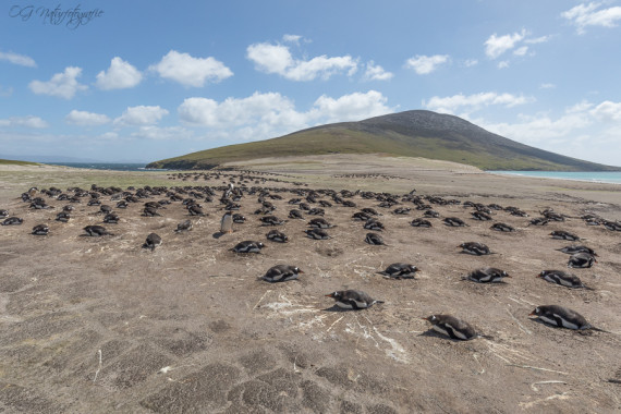 Eselspinguine - Gentoo penguins