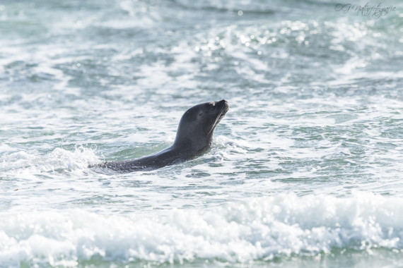 Mähnenrobbe - South American sea lion