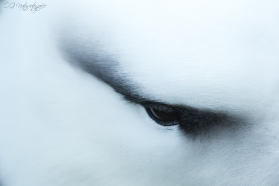 Schwarzbrauenalbatros - Black-browed albatross